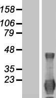 ls003400 id4 human over expression lysates nm 001546 wb testing 1