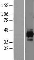 ls003419 idh3a human over expression lysates nm 005530 wb testing 1