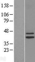 ls003421 idh3g human over expression lysates nm 004135 wb testing 1