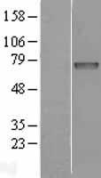 ls003423 iduronate 2 sulfatase ids human over expression lysates nm 000202 wb testing 1