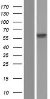ls003423 iduronate 2 sulfatase ids human over expression lysates nm 001166550 wb testing 3