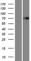 ls003425 idua human over expression lysates nm 000203 wb testing 1