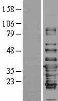 IFI35 Human Over-expression Lysates NM_005533