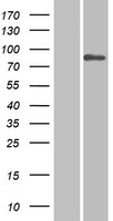 ls003431 sp110 human over expression lysates nm 004509 wb testing 1