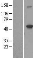 ls003437 ifit3 human over expression lysates nm 001031683 wb testing 2