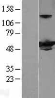 ls003437 ifit3 human over expression lysates nm 001549 wb testing 1