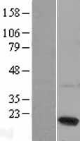 ls003439 ifna13 ifna1 human over expression lysates nm 024013 wb testing 1