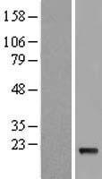 IFNA5 Human Over-expression Lysates NM_002169
