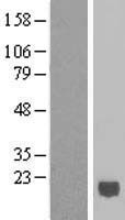 ls003443 interferon alpha 6 ifna6 human over expression lysates nm 021002 wb testing 1