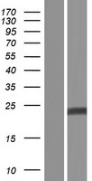 Interferon alpha (IFNA13) Human Over-expression Lysates NM_006900