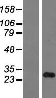 ls003448 ifna14 human over expression lysates nm 002172 wb testing 1