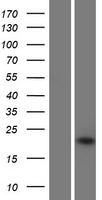 IFNA16 Human Over-expression Lysates NM_002173