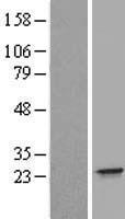 ls003452 ifna21 human over expression lysates nm 002175 wb testing 1