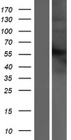IFNAR2 Human Over-expression Lysates NM_207585