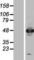 IFRD1 Human Over-expression Lysates NM_001550