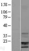 ls003479 igf1 human over expression lysates nm 000618 wb testing 3
