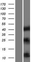ls003479 igf1 human over expression lysates nm 001111283 wb testing 1