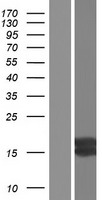 ls003479 igf1 human over expression lysates nm 001111284 wb testing 2