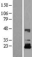 IGF2 Human Over-expression Lysates NM_000612