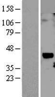 CCN1 (CYR61) Human Over-expression Lysates NM_001554