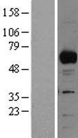 RBPJK (RBPJ) Human Over-expression Lysates NM_005349