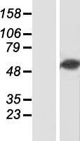 RBPJK (RBPJ) Human Over-expression Lysates NM_203283