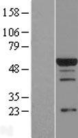 RBPJK (RBPJ) Human Over-expression Lysates NM_203284