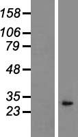 ls003552 il1 alpha il1a human over expression lysates nm 000575 wb testing 1