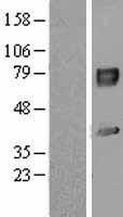 IL1RAP Human Over-expression Lysates NM_002182