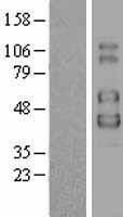 IL2 Receptor gamma (IL2RG) Human Over-expression Lysates NM_000206