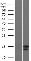 IL4 Human Over-expression Lysates NM_172348