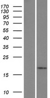 ls003567 il5 human over expression lysates nm 000879 wb testing 1