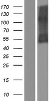 ls003568 il5ra human over expression lysates nm 000564 wb testing 1
