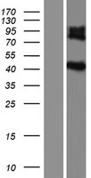 ls003568 il5ra human over expression lysates nm 175727 wb testing 3