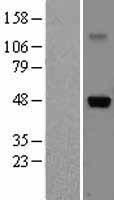ls003568 il5ra human over expression lysates nm 175728 wb testing 4