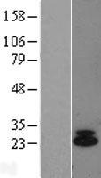 ls003569 il6 human over expression lysates nm 000600 wb testing 1