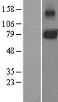 CD130 (IL6ST) Human Over-expression Lysates NM_002184