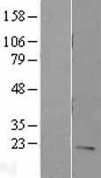 ls003574 il7 human over expression lysates nm 000880 wb testing 1