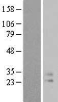 ls003578 il9 human over expression lysates nm 000590 wb testing 1