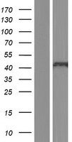 CXCR2 Human Over-expression Lysates NM_001168298
