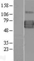 IL13 receptor alpha 1 (IL13RA1) Human Over-expression Lysates NM_001560
