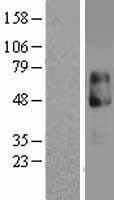 ls003598 il13 receptor alpha 2 il13ra2 human over expression lysates nm 000640 wb testing 1
