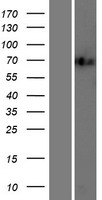 ls003607 ilf1 foxk2 human over expression lysates nm 004514 wb testing 1