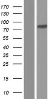 ILF3 Human Over-expression Lysates NM_153464