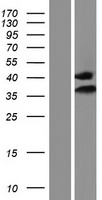 IMPA1 Human Over-expression Lysates NM_001144878