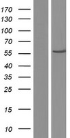 IMPDH1 Human Over-expression Lysates NM_001142575