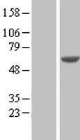 ls003614 impdh1 human over expression lysates nm 183243 wb testing 2