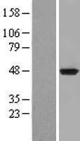 IDO1 Human Over-expression Lysates NM_002164