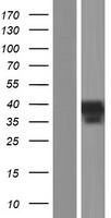 Inhibin beta C chain (INHBC) Human Over-expression Lysates NM_005538