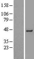INPP1 Human Over-expression Lysates NM_002194